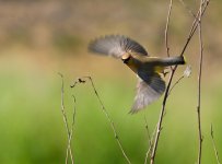 058-Backyard-Birds-070424.jpg