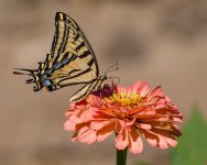 228-Swallowtail-071624.jpg