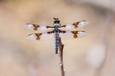 018-Dragonfly-071724.jpg