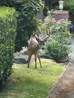 IMG_5069.jpeg