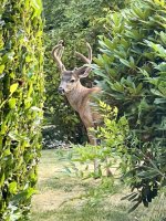 IMG_5071.jpeg