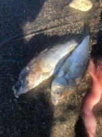 IMG_4120.jpeg