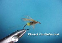 Female Colorado King.jpg