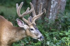 DeerBuck7909.jpg DeerBuck7909.jpg