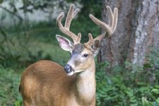 DeerBuck7915.jpg DeerBuck7915.jpg