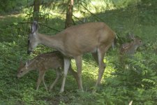 DeerDoe&TwinFawns7586.jpg DeerDoe&TwinFawns7586.jpg