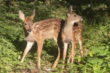 DeerFawnTwins7720.jpg DeerFawnTwins7720.jpg