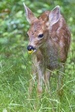 DeerSpottedFawn7662.jpg DeerSpottedFawn7662.jpg