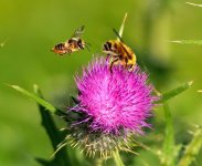 beesjuly2024fhfhfs.jpg