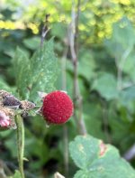 IMG_2225.jpeg IMG_2225.jpeg