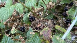 IMG_2229.jpeg IMG_2229.jpeg