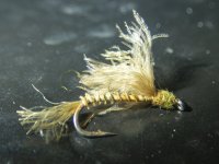 B04bLightCDCCaddisBiotBodied7190005.jpg B04bLightCDCCaddisBiotBodied7190005.jpg