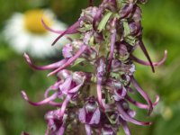 A01ElephantHeadPedicularis7080143.jpg A01ElephantHeadPedicularis7080143.jpg