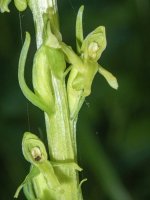 A04RoundLeavedOrchid7080225.jpg A04RoundLeavedOrchid7080225.jpg