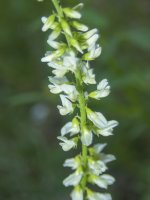 A05SlenderWhitePiperia7090329.jpg A05SlenderWhitePiperia7090329.jpg