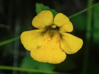 A06CommonMonkeyFlower7080227.jpg A06CommonMonkeyFlower7080227.jpg