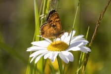 B00FritillaryButterflyOnOxeyeDaisy7807.jpg B00FritillaryButterflyOnOxeyeDaisy7807.jpg