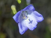 B08Harebell7090309.jpg B08Harebell7090309.jpg