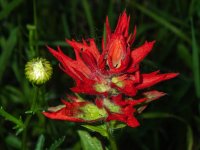 B09Paintbrush7080160.jpg B09Paintbrush7080160.jpg