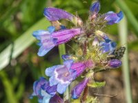 B10LyallsBeardtongue7080152.jpg B10LyallsBeardtongue7080152.jpg