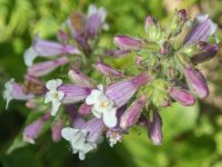 B11SlenderBeardtongue7080165.jpg B11SlenderBeardtongue7080165.jpg