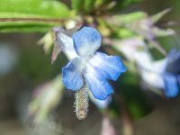 B13MaidenBlueEyedMary7080211.jpg B13MaidenBlueEyedMary7080211.jpg
