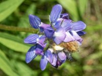 B14Lupine7080129.jpg B14Lupine7080129.jpg