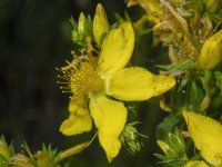 B15ScoulersStJohnswort7090311.jpg B15ScoulersStJohnswort7090311.jpg