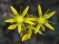 B18SpearleafStonecrop7090320.jpg B18SpearleafStonecrop7090320.jpg