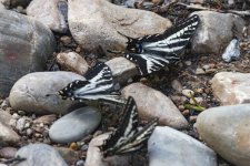 A01PaleTigerSwallowtails7736.jpg A01PaleTigerSwallowtails7736.jpg