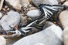 A02PaleTigerSwallowtails7769.jpg A02PaleTigerSwallowtails7769.jpg