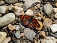 A03DarkFritillaryP7080177.jpg A03DarkFritillaryP7080177.jpg