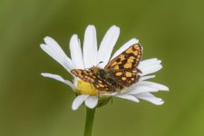A07FritillaryButterflyOnOxeyeDaisy7778.jpg A07FritillaryButterflyOnOxeyeDaisy7778.jpg