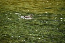 DSC_0051.jpeg