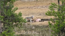 mauserwolf.jpg
