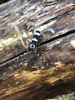 IMG_7832.jpeg