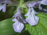 A01DrummondsFalsePennyroyal7130394.jpg A01DrummondsFalsePennyroyal7130394.jpg