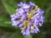 A02SulfurPenstemon7120352.jpg A02SulfurPenstemon7120352.jpg