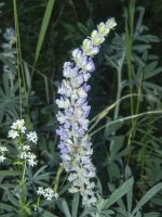 A03VelvetLupine7130438.jpg A03VelvetLupine7130438.jpg