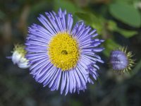 A04ShowtyFleabane7120350.jpg A04ShowtyFleabane7120350.jpg