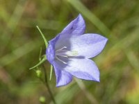 A05Harebell7120360.jpg A05Harebell7120360.jpg