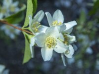 A10MockOrange7130442.jpg A10MockOrange7130442.jpg