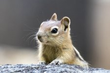 B02GoldenMantledGroundSquirrel7846.jpg B02GoldenMantledGroundSquirrel7846.jpg