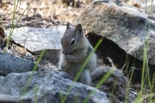 B03GoldenMantledGroundSquirrel7861.jpg B03GoldenMantledGroundSquirrel7861.jpg