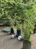 IMG_5438.jpeg