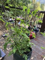 IMG_5441.jpeg