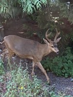 IMG_2964.jpeg
