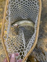 IMG_1033.jpeg