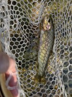 IMG_1052.jpeg