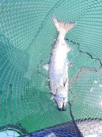 IMG_4617.jpeg